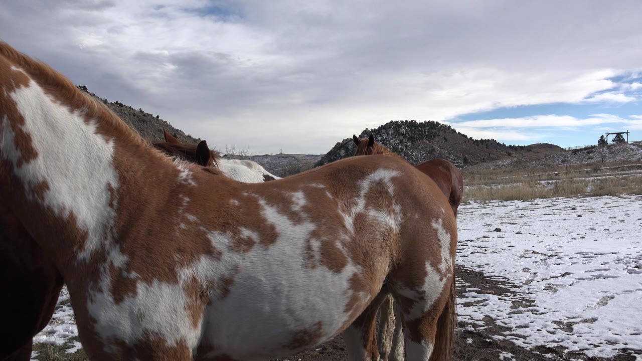 Close horse flank with snowy field and cloudy hills in the background.