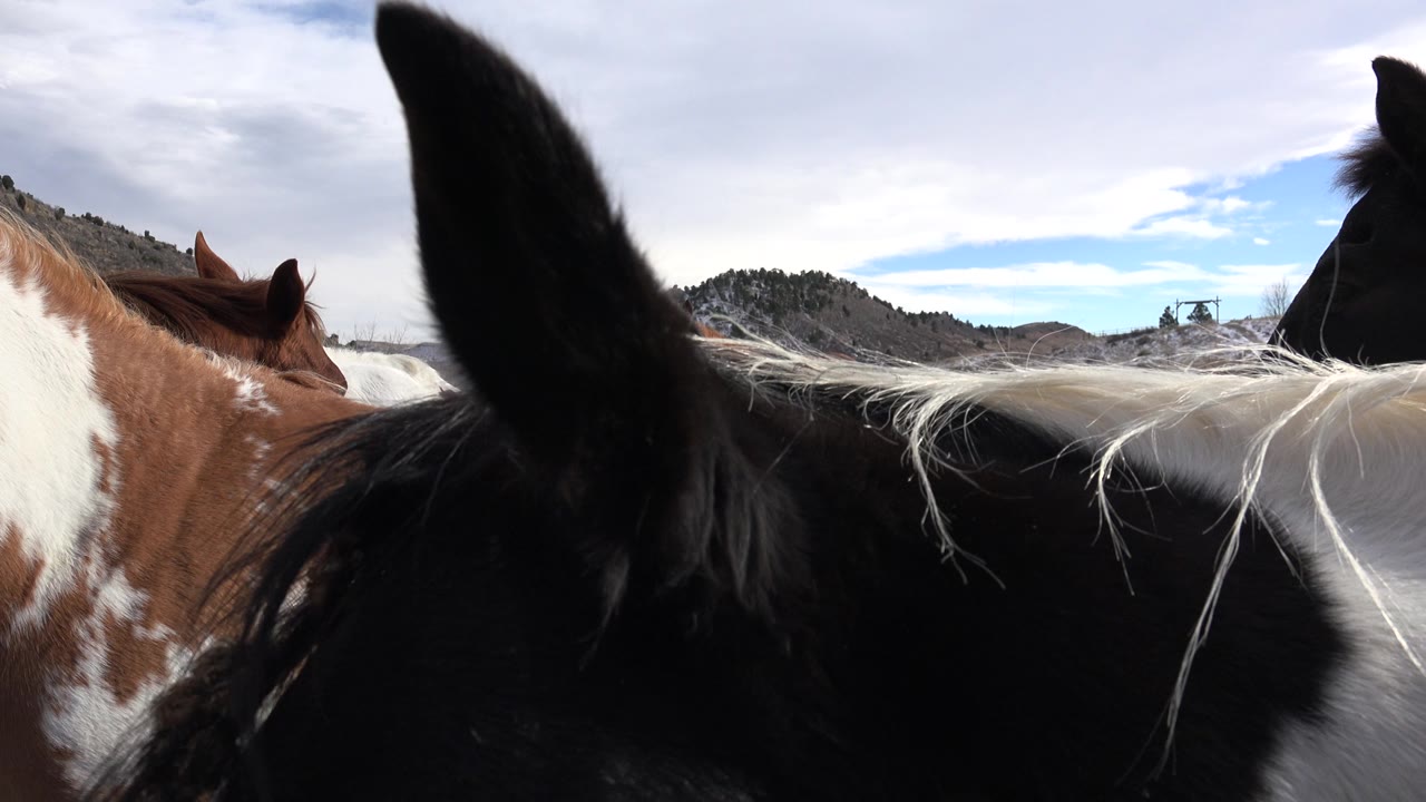 At 0:00 in Golden, Colorado, a black-and-white horse crowds the foreground while a brown-and-white horse stands behind it under a pale sky, with no visible people.