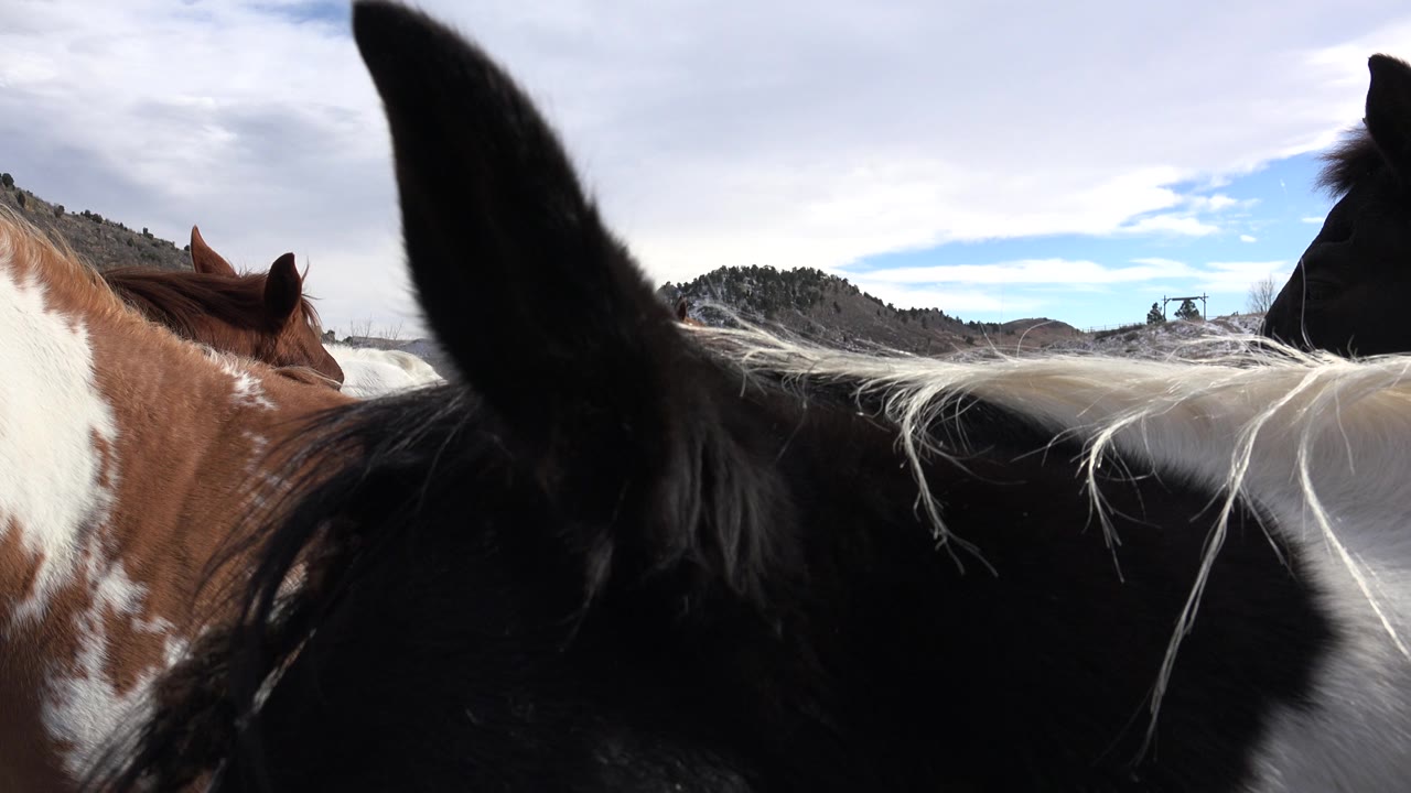 At 0:01 in Golden, Colorado, the black horse's ear and dark face stay close to the lens while the brown-and-white horse remains visible across the midground, with no visible people.