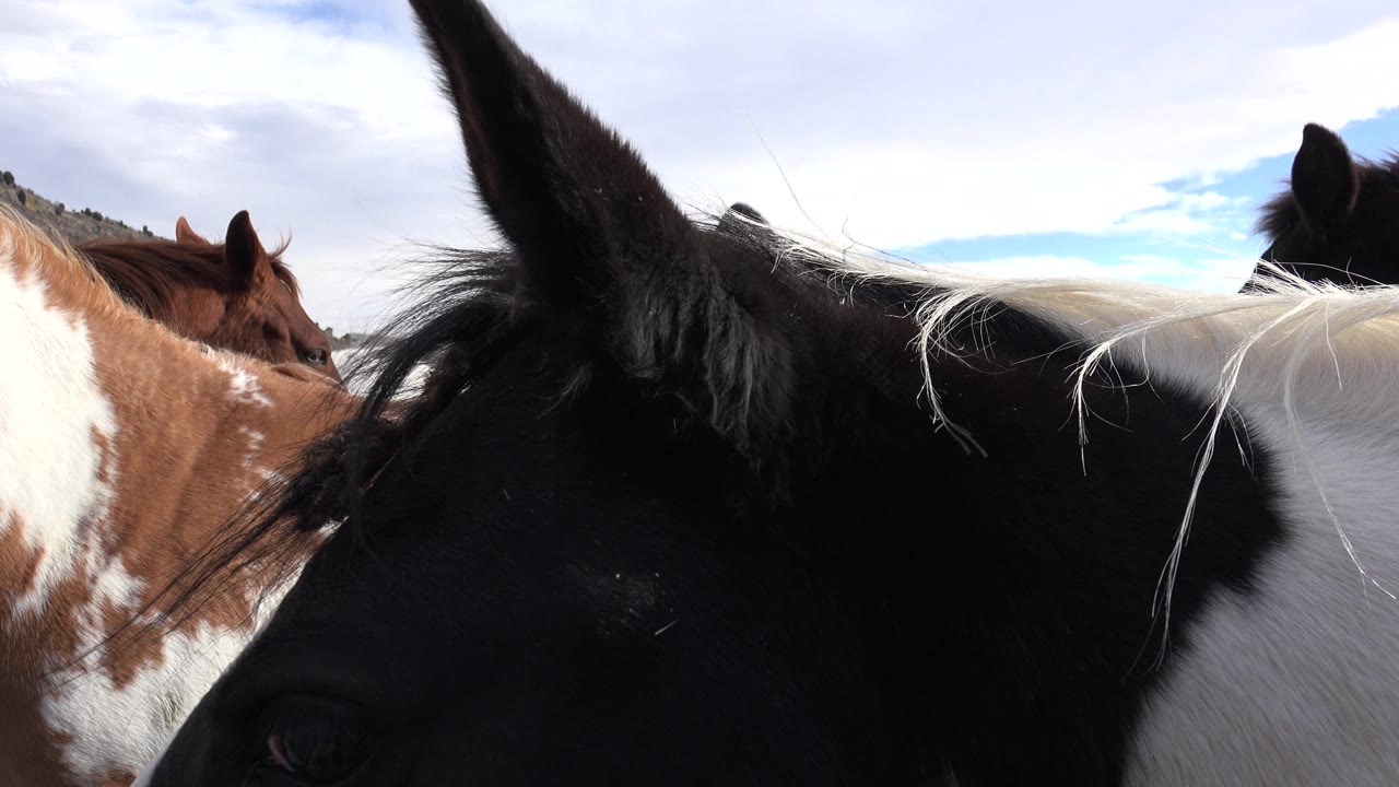 Black horse head in extreme foreground with brown horse and hills behind.
