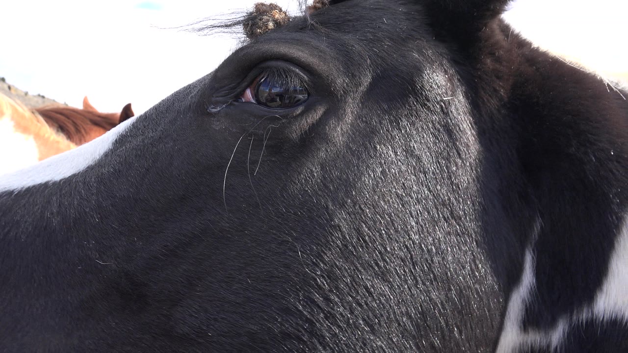 A close black horse face fills the left side of the frame in Golden, Colorado, with brown-and-white horses and pale sky behind it, and no visible people.