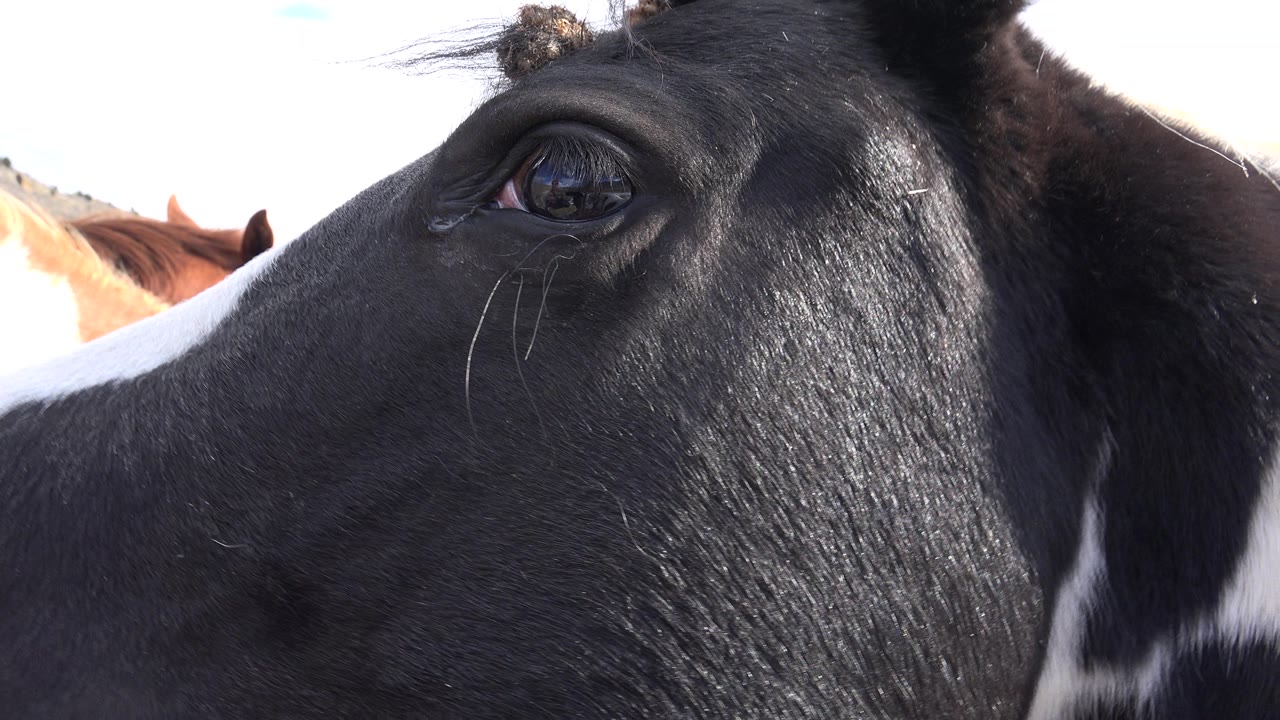 A black horse head remains close to the camera in Golden, Colorado, while brown-and-white horses stand tightly behind it under bright daylight, with no visible people.