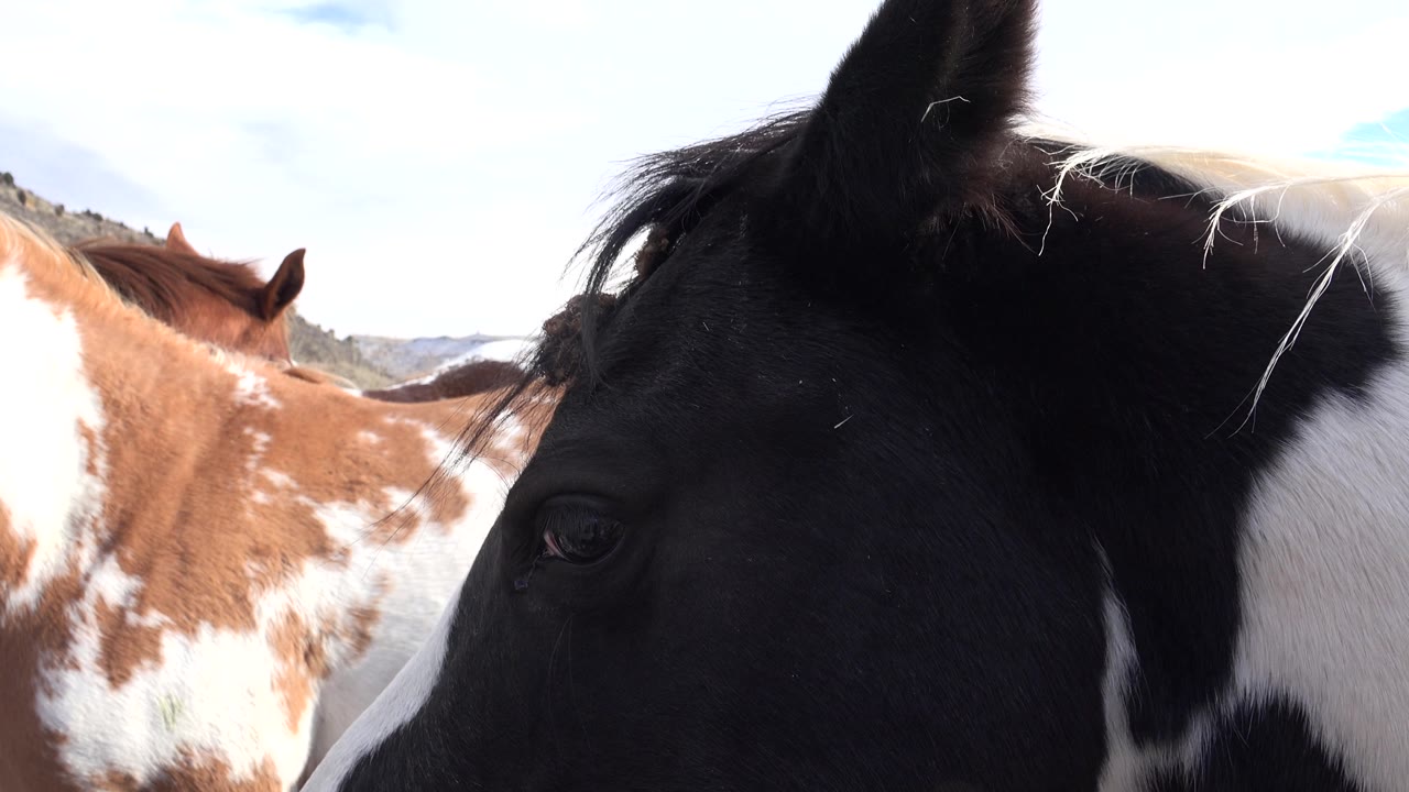 Dark horse head at right with spotted horses behind