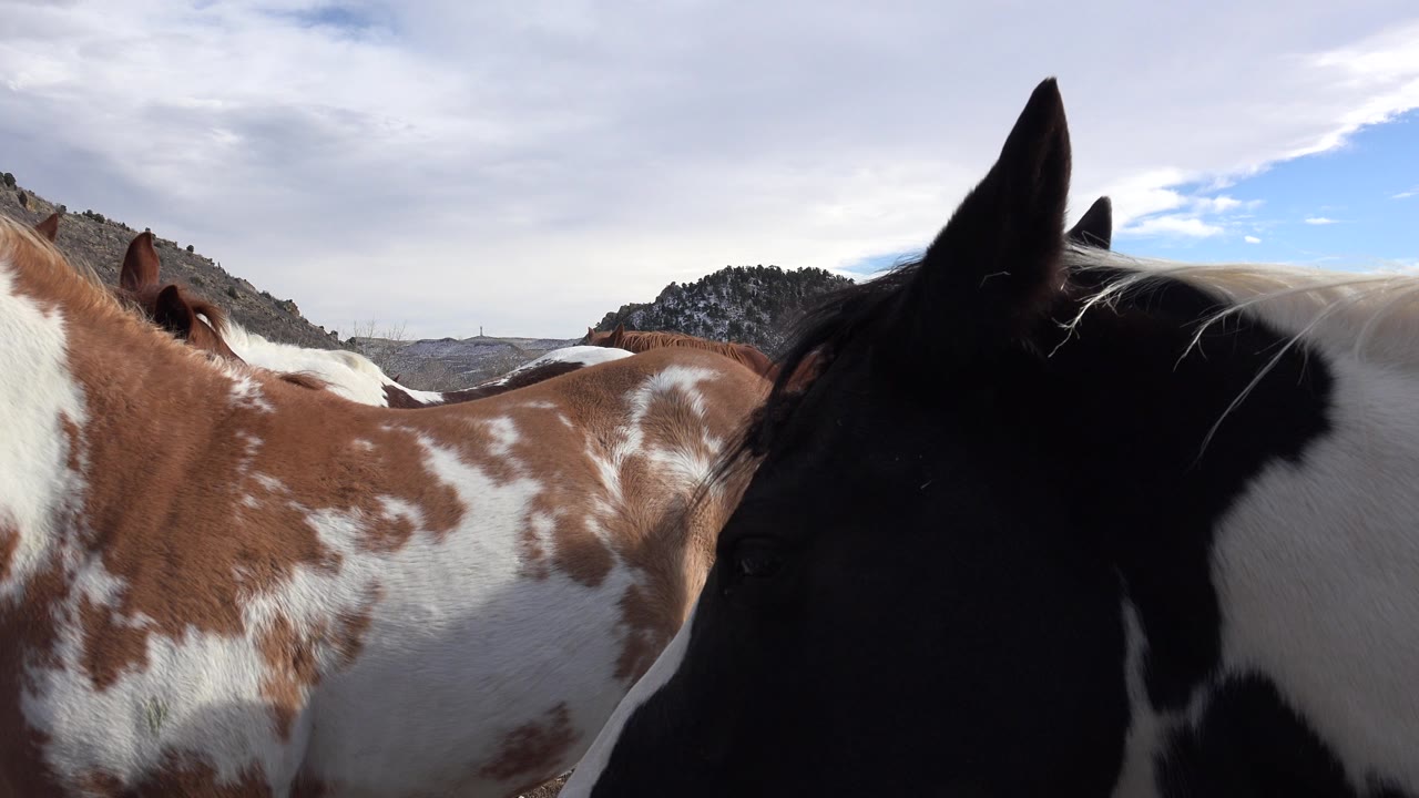 At 0:00 in Golden, Colorado, a black-and-white cow fills the right foreground while a brown-and-white cow stands close at left, with hills and cloudy sky behind them and no visible people.