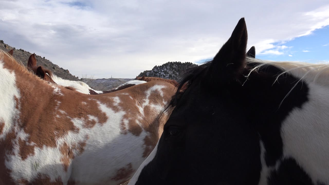 At 0:01 in Golden, Colorado, the brown-and-white cow remains across the left and center while the black-and-white cow's head and ear dominate the right side, with no visible people.