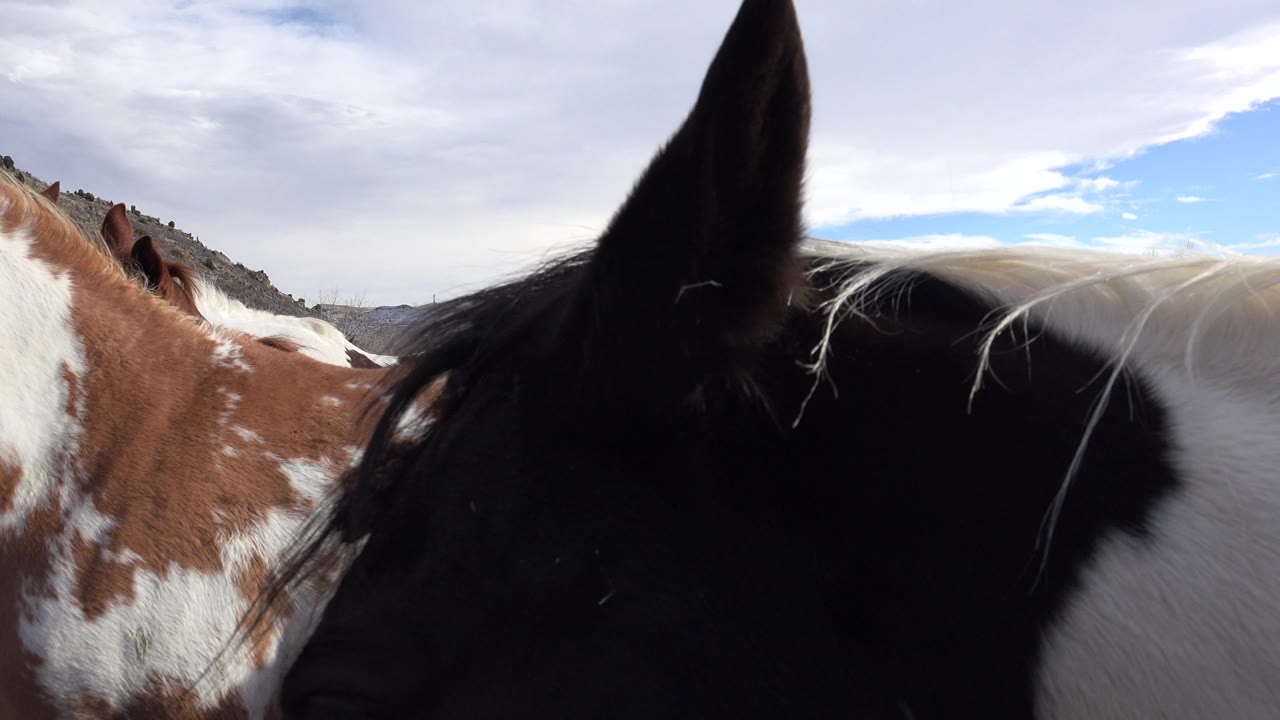 Black cow ear and face fill the foreground beside a brown-and-white cow.