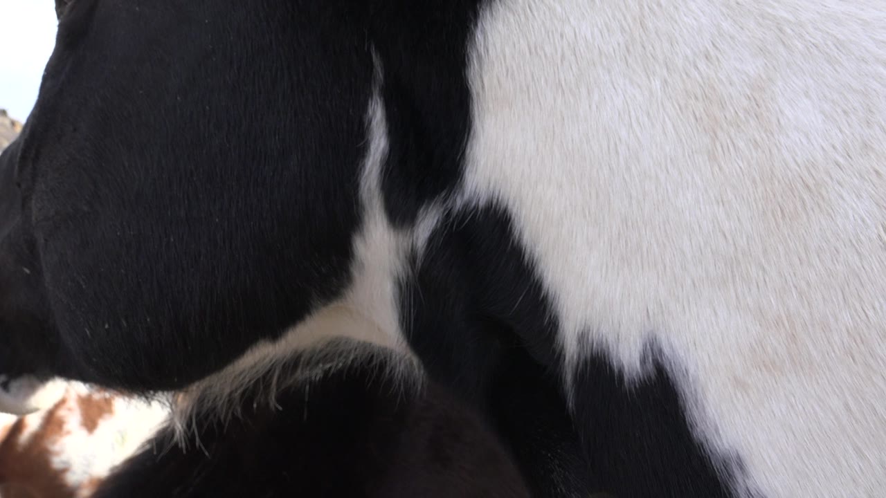 Close view of a black and white cow's side in Golden, Colorado, with fur texture filling most of the frame and no visible people.