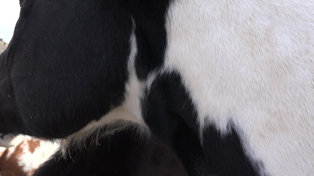A tight Golden, Colorado farm view shows the cow's black patch and white flank dominating the frame, with no visible people.