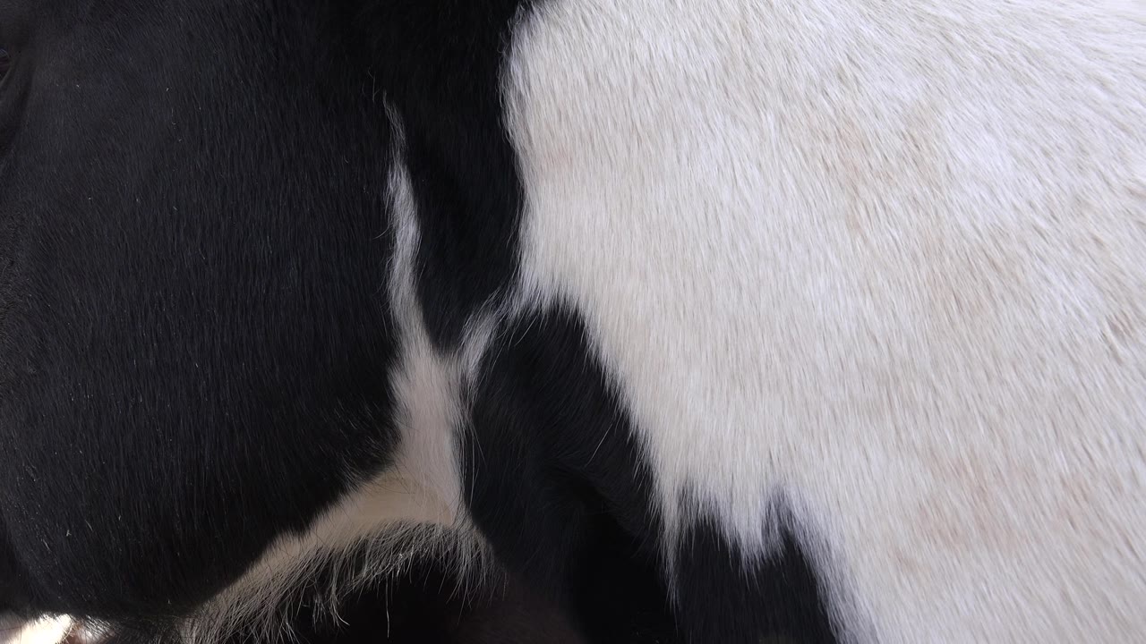 Cow's black and white markings fill the shot.