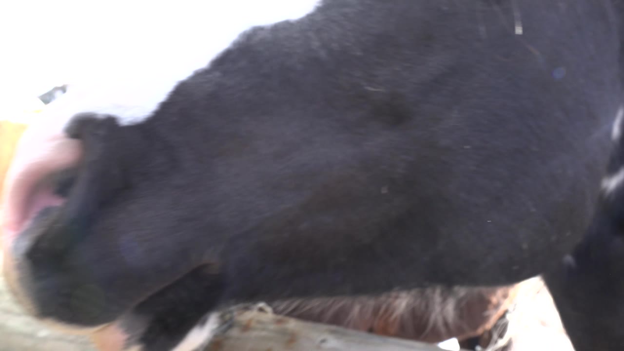 Extreme close view of a black horse muzzle pressed near the ground-level camera in Golden, Colorado, with bright snowy light behind it and no visible people.