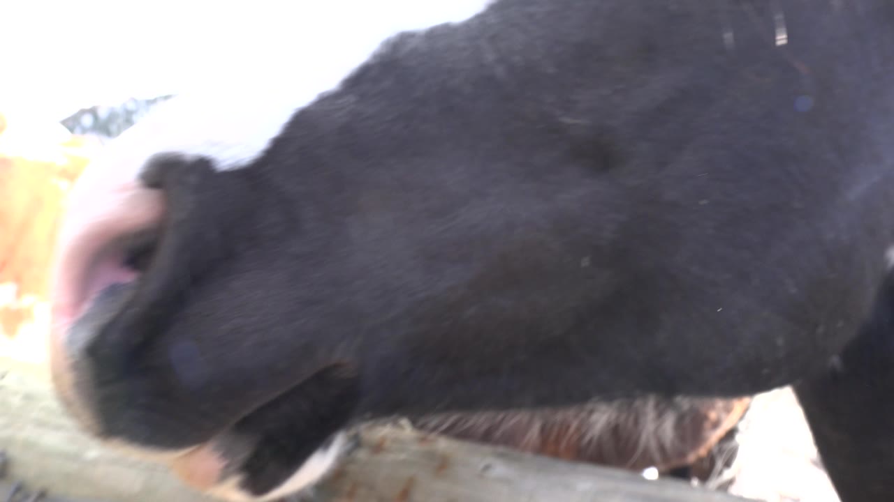 A black horse's nose and lower face stay close to the lens in Golden, Colorado, with overexposed snow and another horse shape partly visible behind it, no visible people.
