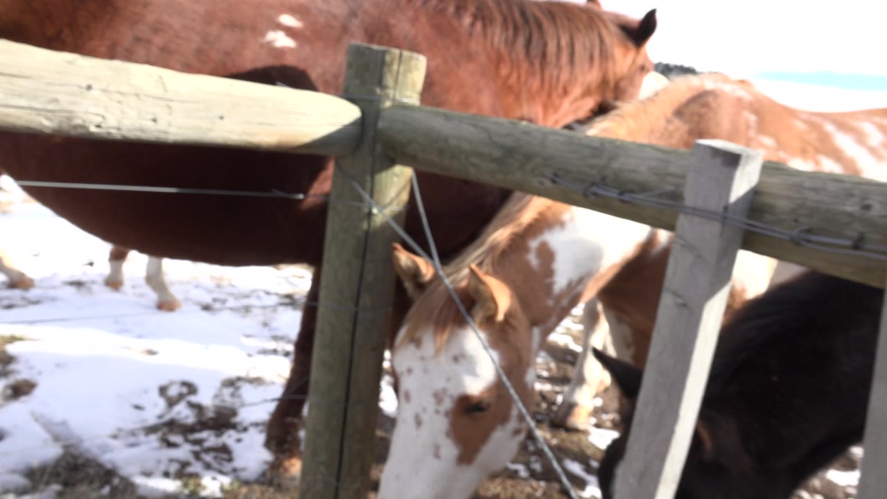 Brown, paint, and dark horses stand behind a wooden rail fence in Golden, Colorado, with patchy snow on the ground and no visible people.