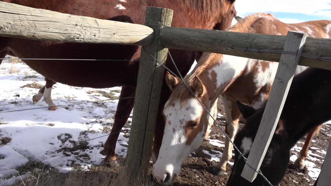 A paint horse and a dark horse lower their heads near the wooden fence in Golden, Colorado, while a brown horse stands behind them on snowy ground, no visible people.
