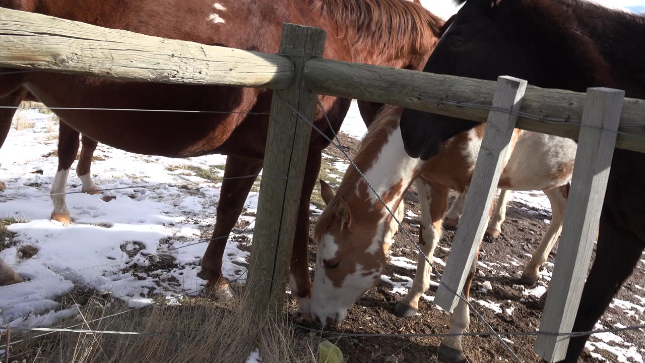 At 0:00, several horses stand close behind a weathered wooden fence in Golden, Colorado, with patchy snow and dry grass on the ground and no visible people.