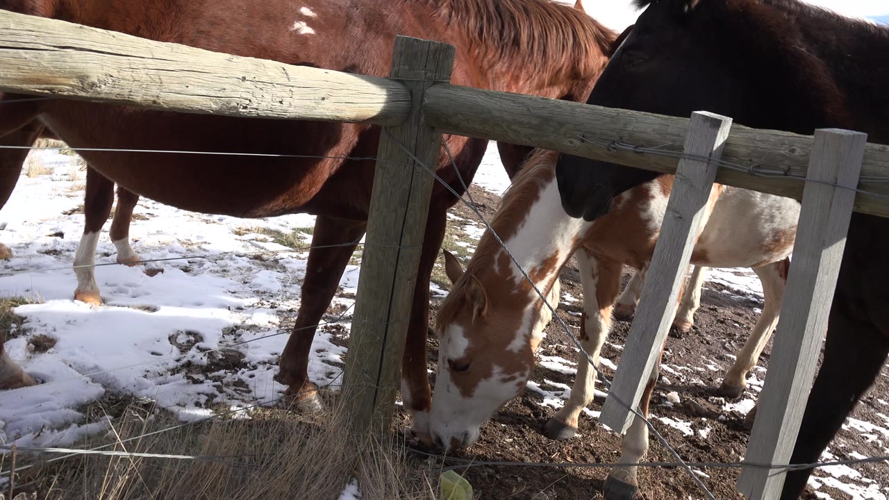 At 0:01, brown and black-and-white horses remain clustered behind the fence in Golden, Colorado, with snow patches, dry grass, and no visible people.
