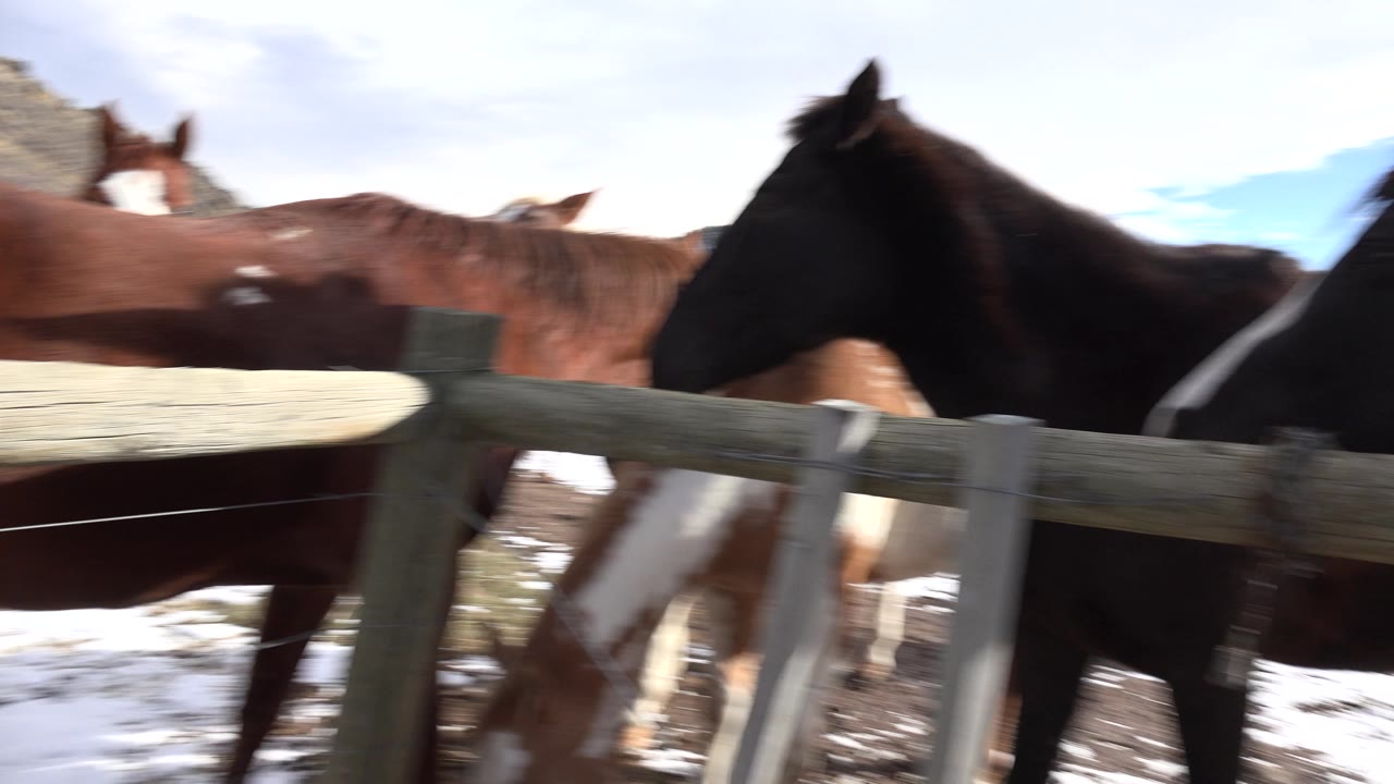 Blurred horses and wooden fence during close fence-line view