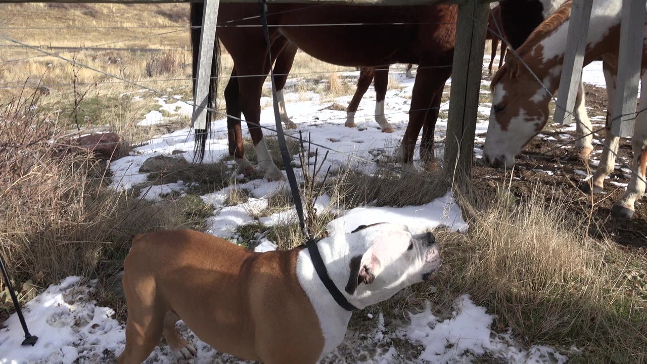 A brown and white dog stands in patchy snow and dry grass facing horses behind a wooden fence in Golden, Colorado, with no visible people.