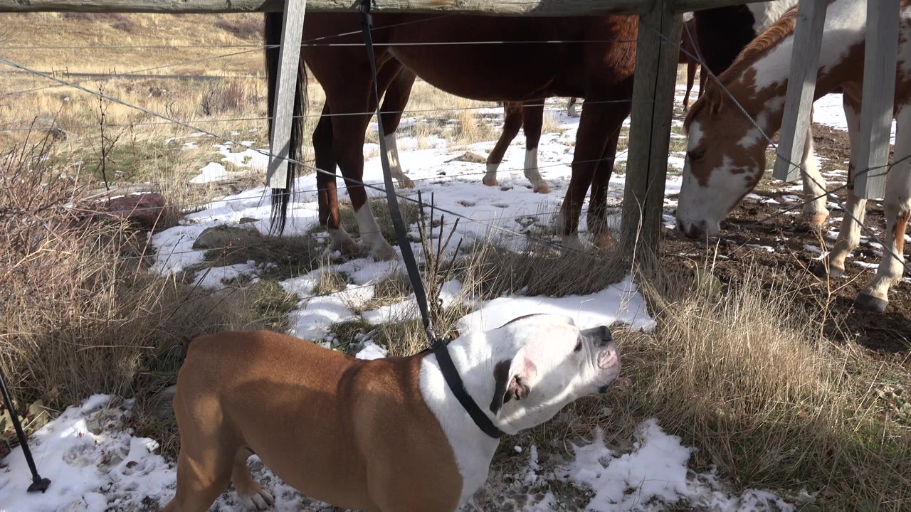 The dog tilts its head upward toward a horse near the fence, with snow patches and dry brush visible in Golden, Colorado, and no visible people.