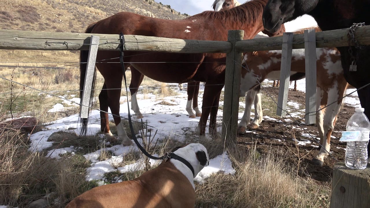 Dog looking at several horses near a wooden fence