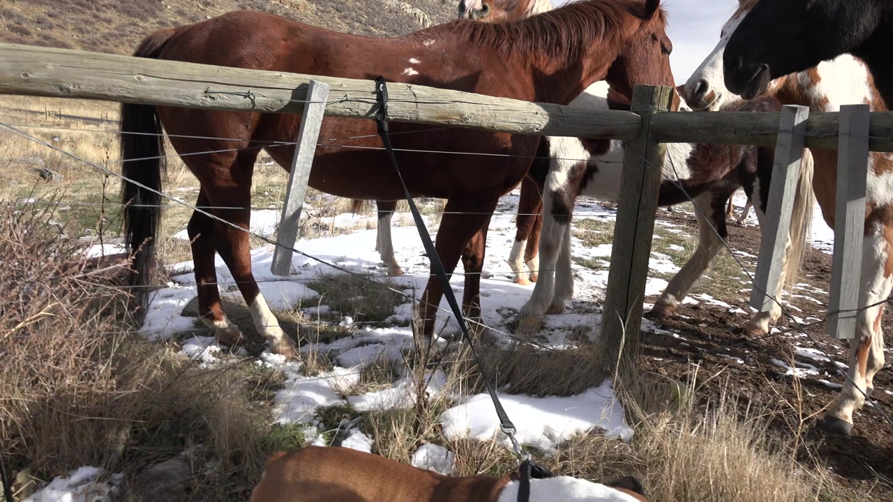 Horses stand close behind a wooden rail and wire fence in snowy Golden, Colorado terrain, with dry grass in the foreground and no visible people.