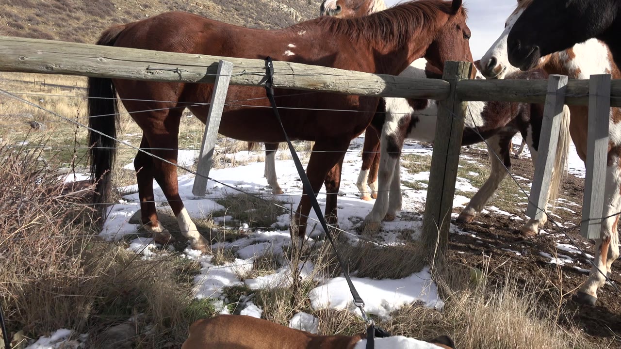 A brown horse and a black-and-white horse fill the fenced midground in Golden, Colorado, with snow and brush below the rails and no visible people.