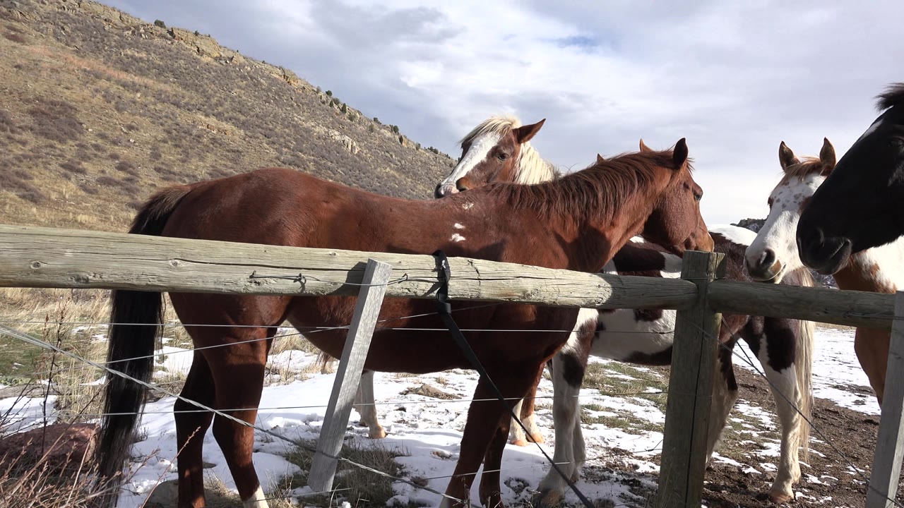 Several horses line up behind a wooden fence under a cloudy sky.