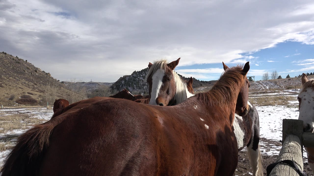 Horses gathered at a wooden fence in a snowy foothill landscape.