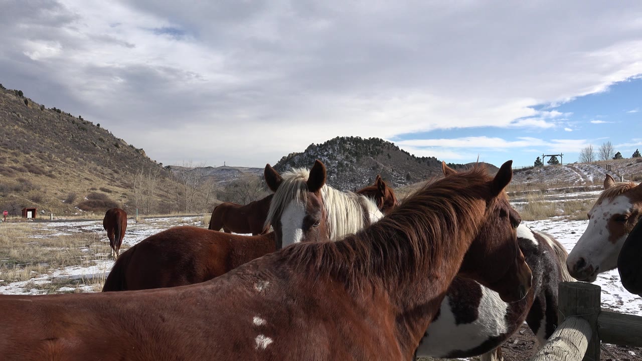Brown, white, and spotted horses stand close to a wooden fence in Golden, Colorado, with patchy snow, dry grass, hills, and no visible people.