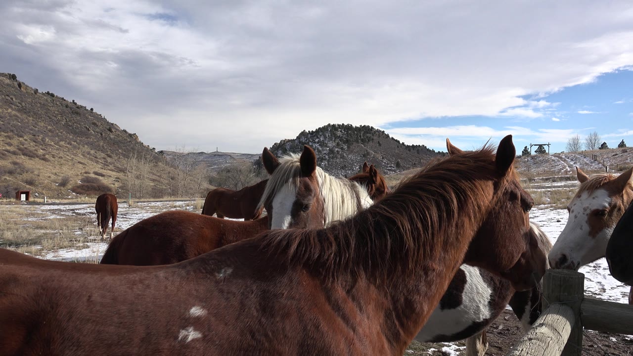 Several horses stand close to the camera by a wooden fence.