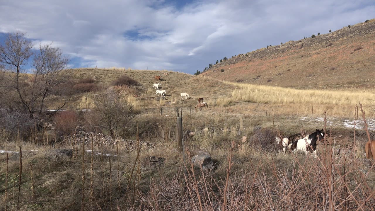 At 0:00, horses stand and move through a dry pasture in Golden, Colorado, with brush, fence posts, a bare tree, hillside grasses, patches of snow, and no visible people.