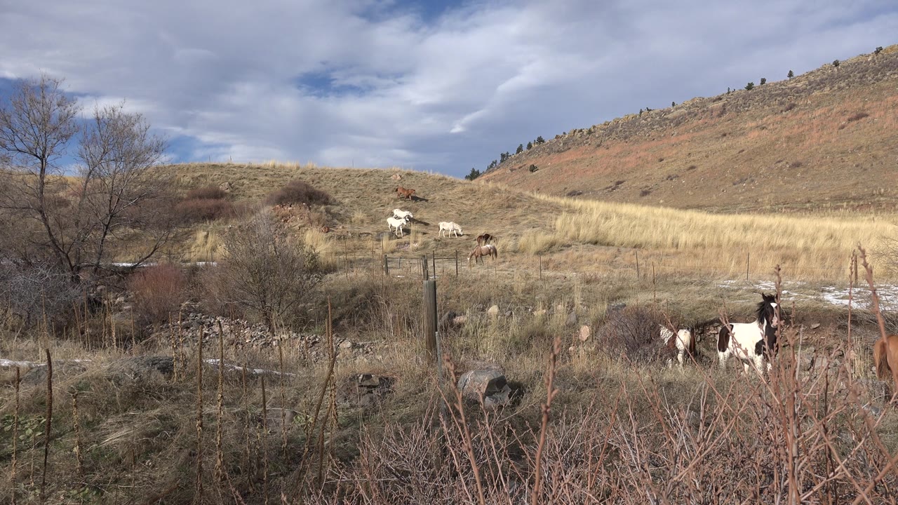 Horse group moving across a field as a black-and-white horse remains near brush.