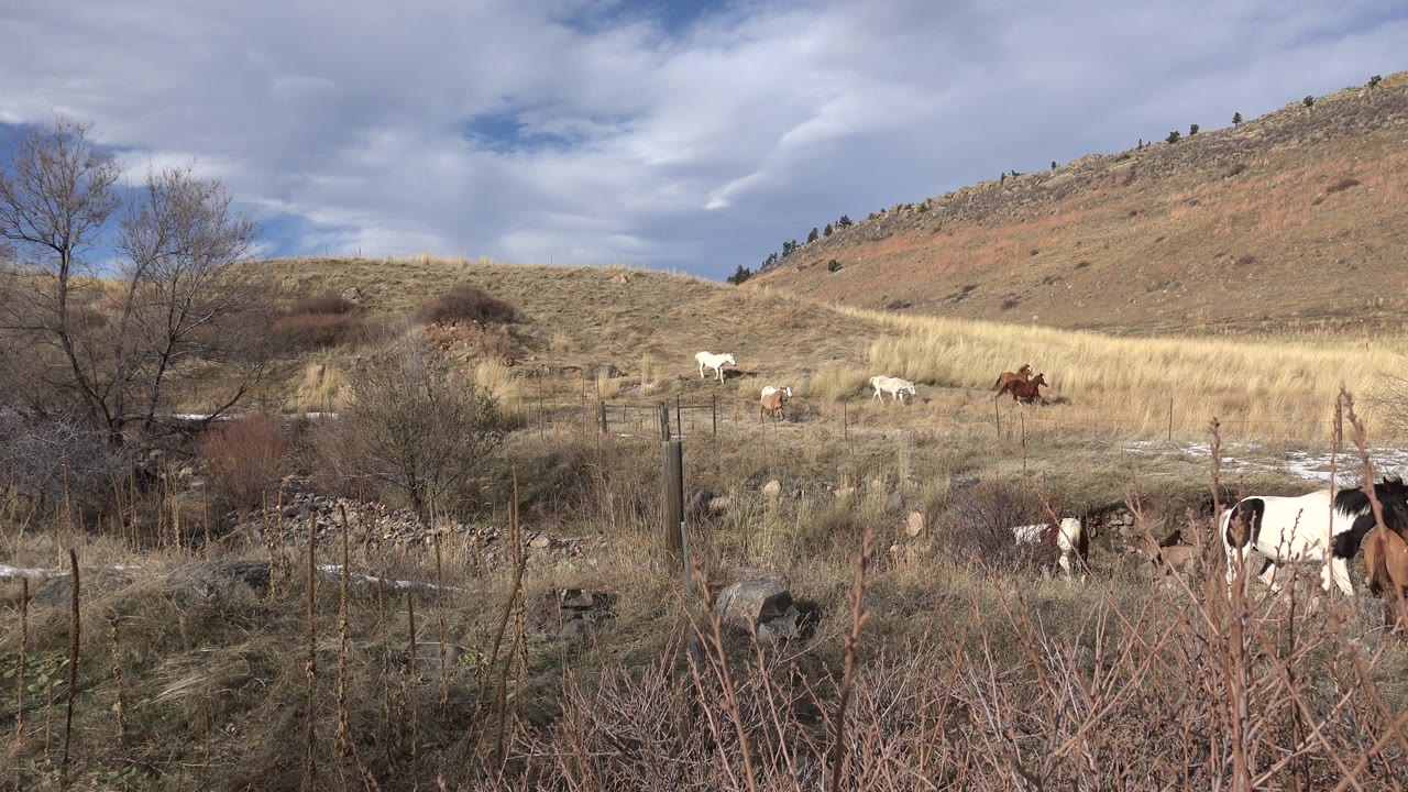 Cattle graze across dry grass and brush in Golden, Colorado, with a leafless tree at left, hills in the background, and no visible people.