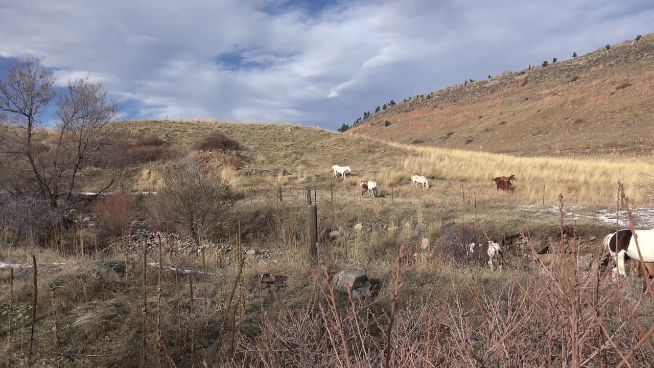 Cattle moving through open grass and low brush.