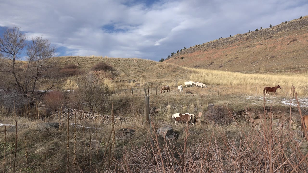 Cows grazing in a dry field below a cloudy hillside.