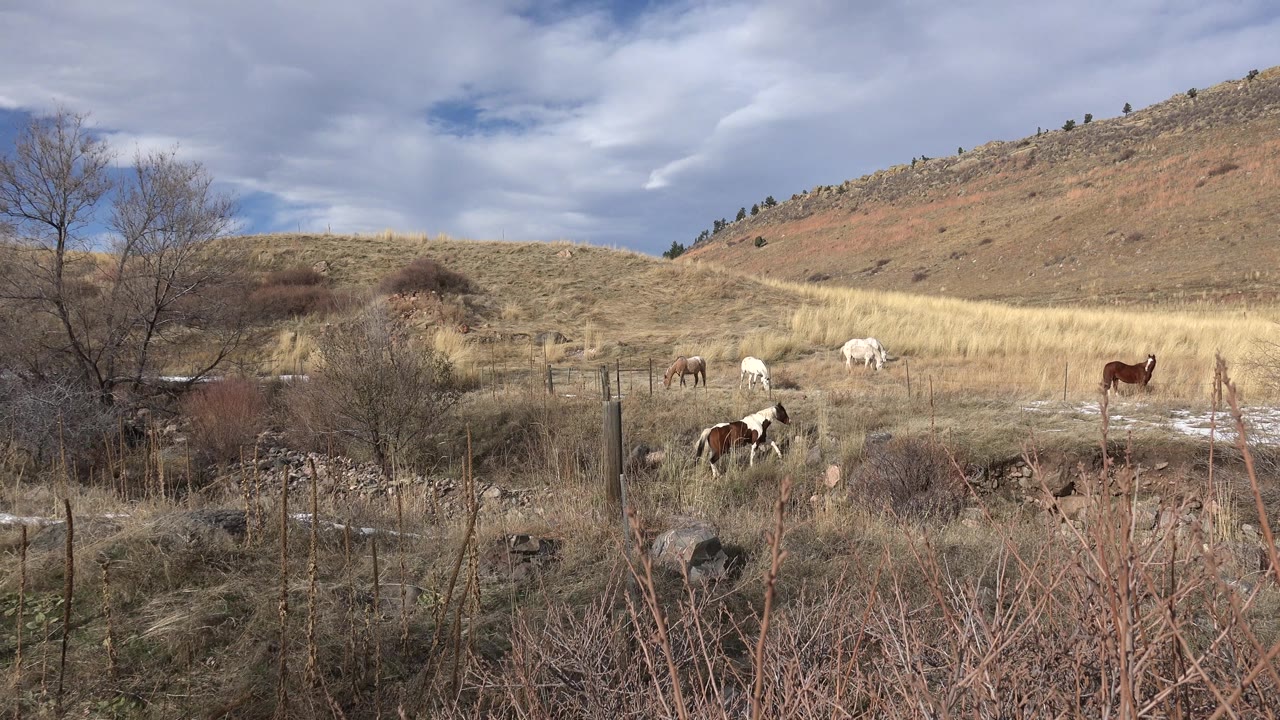 Opening frame of horses spread across dry grass and brush on a hillside in Golden, Colorado, with bare branches in the foreground and no visible people.