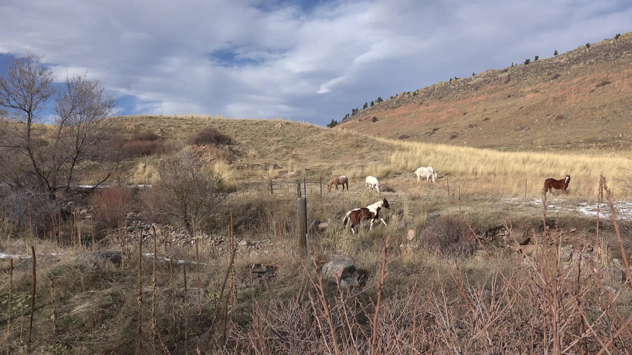 Horses continue grazing in the midground of a Golden, Colorado hillside, with a leafless tree at left, fence posts near center, and no visible people.