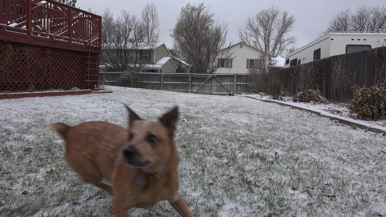 Brown dog running close to the camera in a snowy backyard