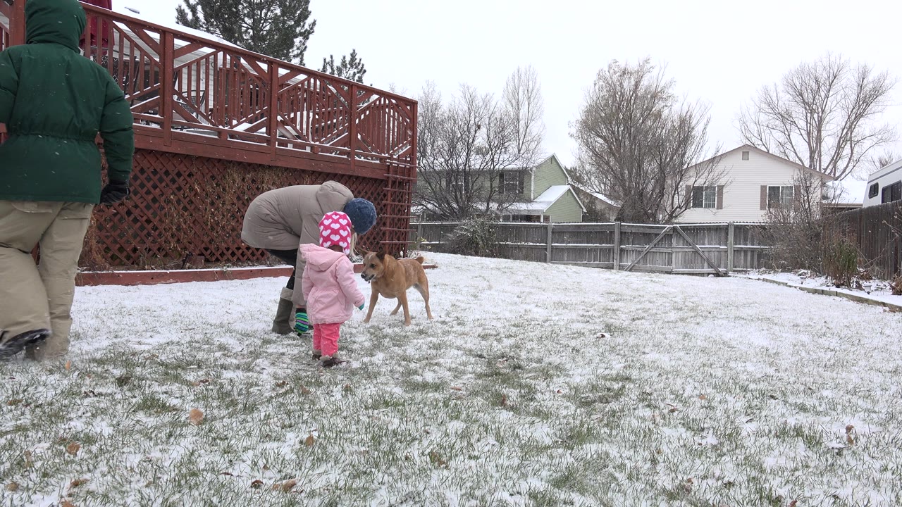 In Westminster, Colorado, the child in pink and an adult bend toward a tan dog while another adult in a green coat crosses the snowy backyard.