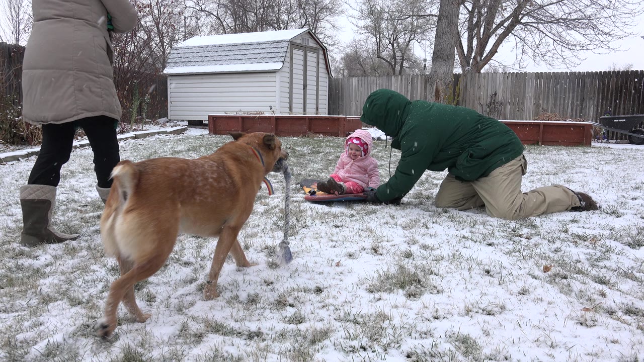 Dog crosses snowy yard while adults stand and kneel near child on sled.
