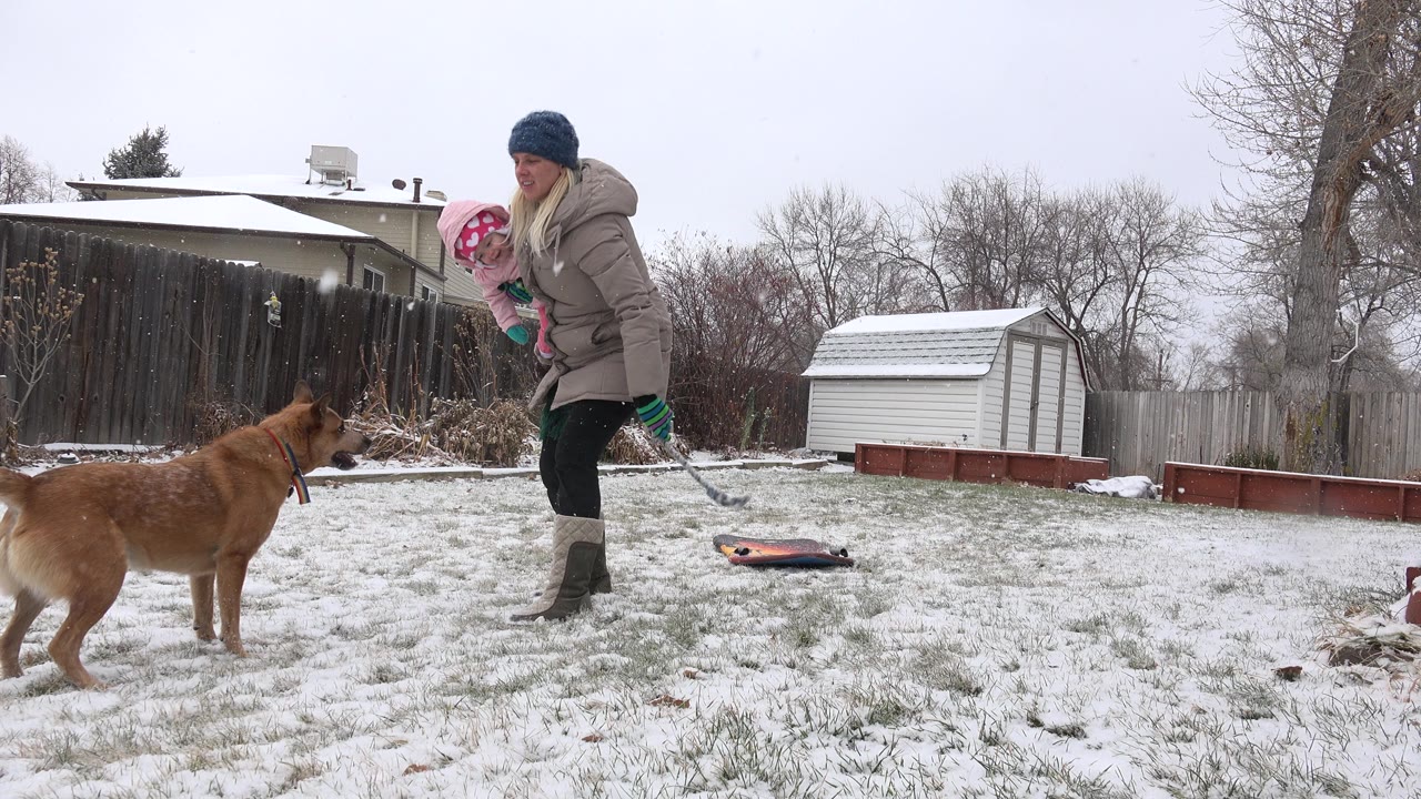 The brown dog faces the woman and child in the Westminster backyard, with a toy or sled-like object lying on the snow-dusted lawn behind them.