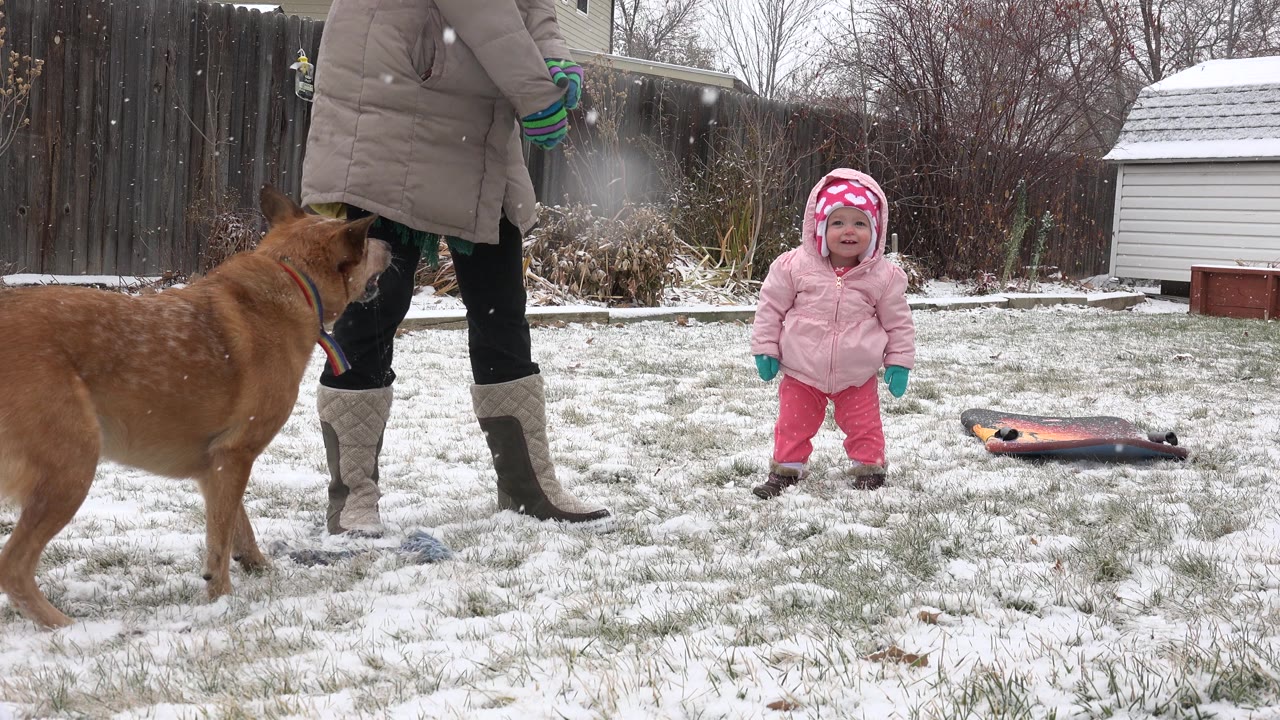 In Westminster, Colorado, the adult's gloved hand holds a leash near the brown dog as the child watches from the snowy lawn near a small sled-like object.