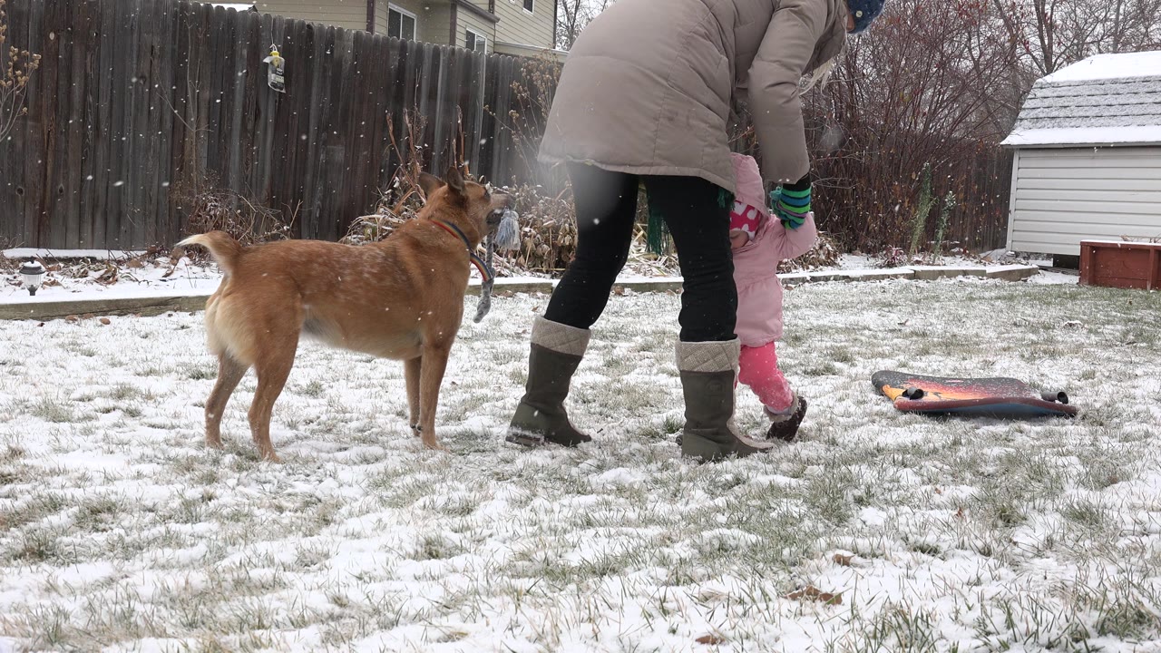 Brown dog stands near an adult and toddler in a snowy backyard.