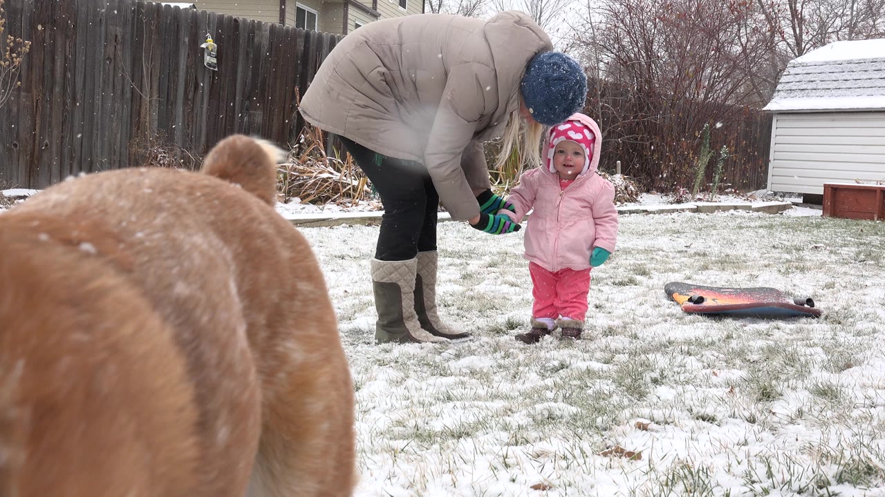 In Westminster, Colorado, the adult leans over the toddler's shoulder as the child faces the camera, with the dog's back and tail dominating the foreground.