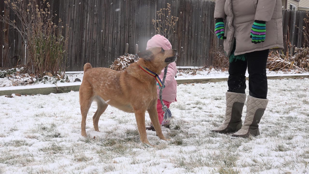 A brown dog stands near a child in a pink winter coat and an adult's legs in a snowy Westminster, Colorado backyard.