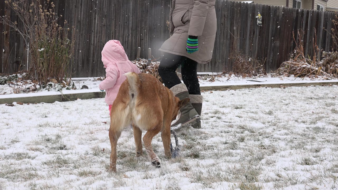 Toddler in pink coat stands near brown dog and adult in snowy yard.