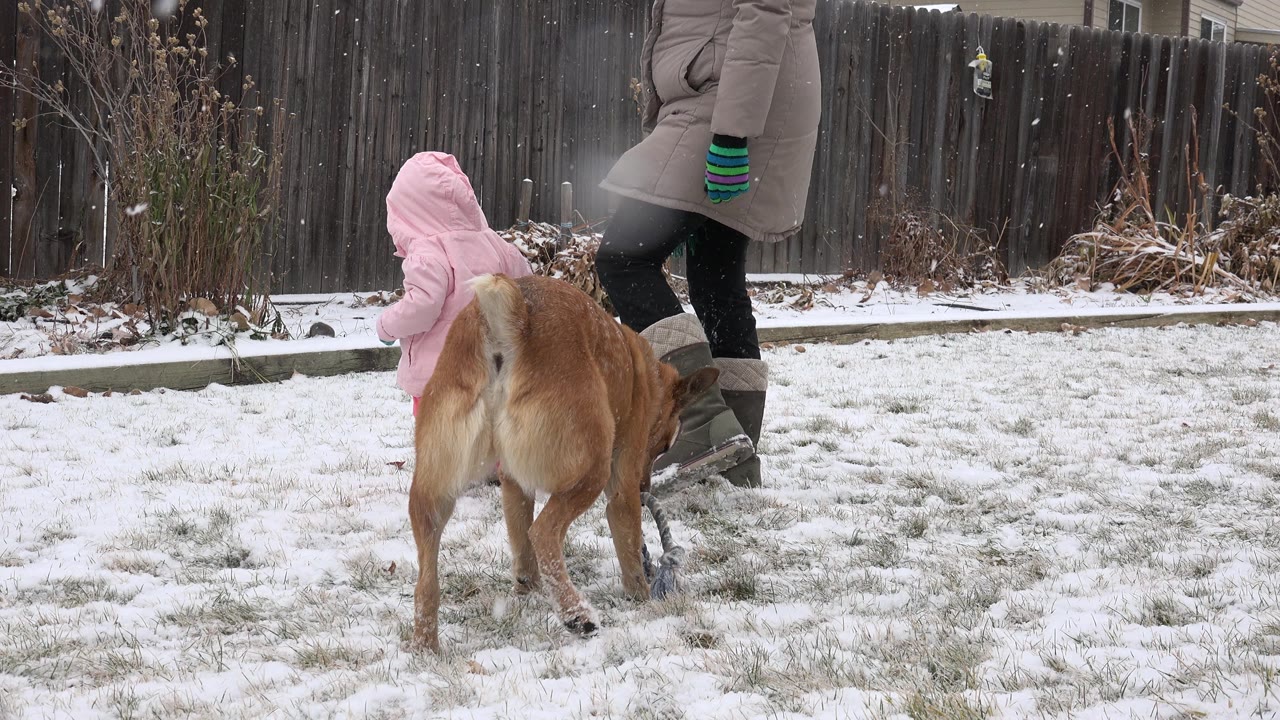 In Westminster, Colorado, the brown dog lowers its head toward the snowy grass beside the toddler in pink and the adult's boots.