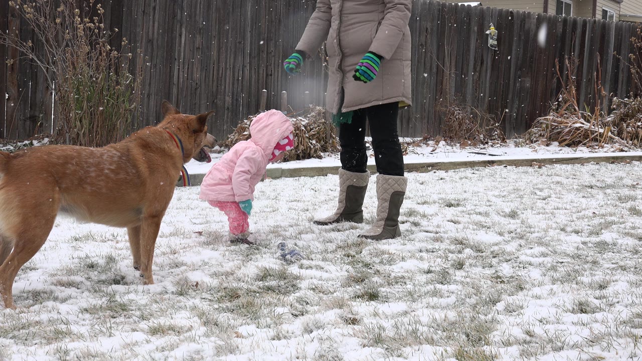 Child in pink winter clothing bends near a brown dog on a snowy backyard lawn.