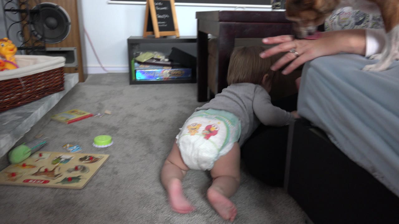In Westminster, Colorado, the baby crawls closer to the bed edge while the adult's hand is extended nearby and the dog is partly cropped at the top of the frame.