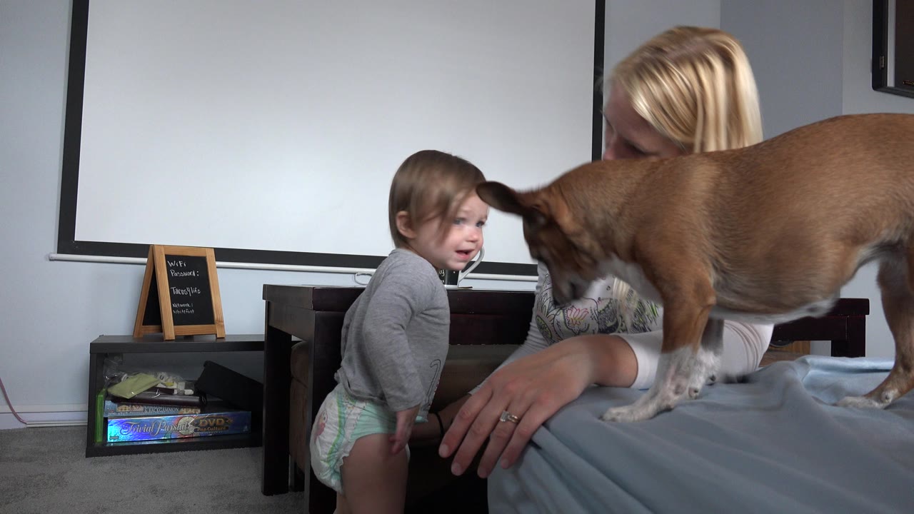 In Westminster, Colorado, the toddler turns toward the brown dog as the dog stands on the bed near the seated blonde woman.