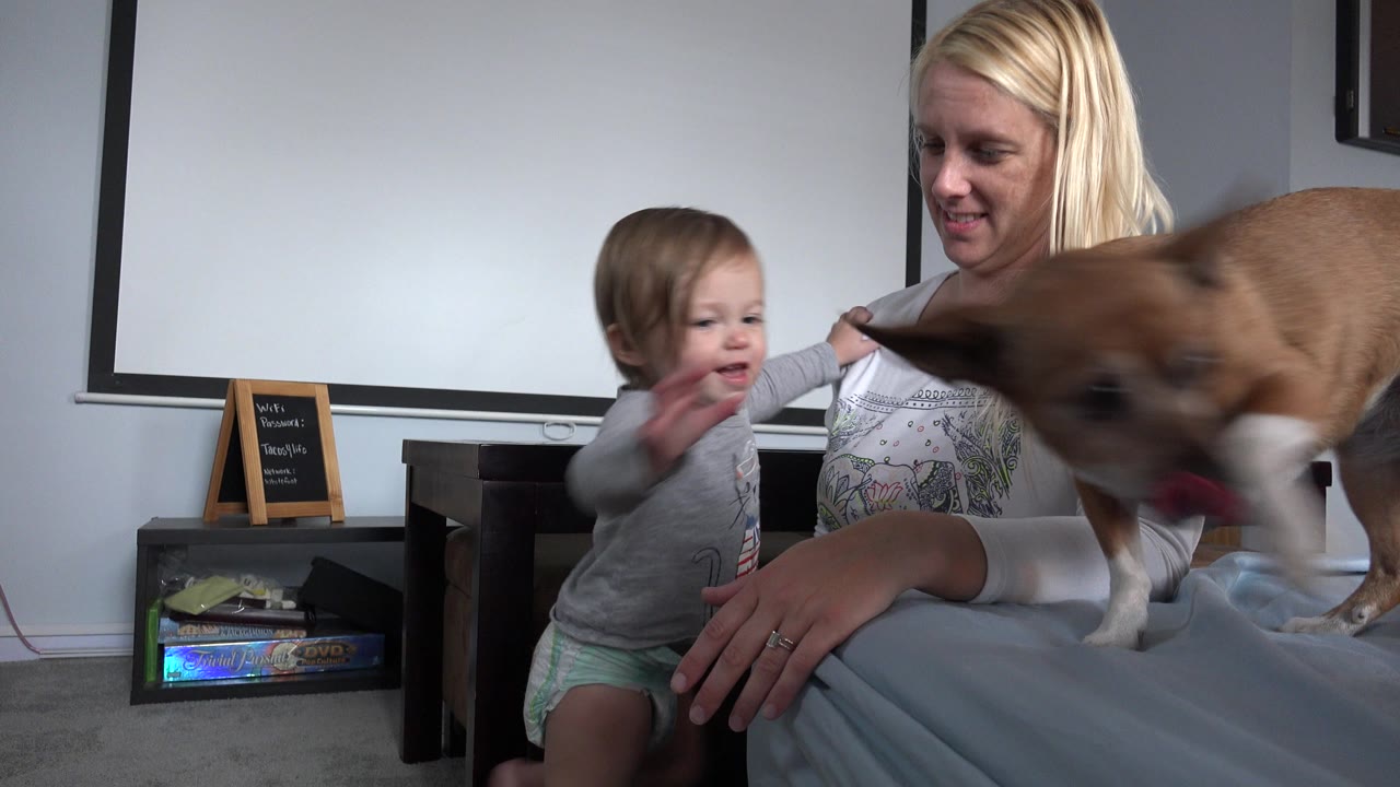 The toddler extends an arm toward the brown dog as the mother watches from behind in the Westminster, Colorado interior.